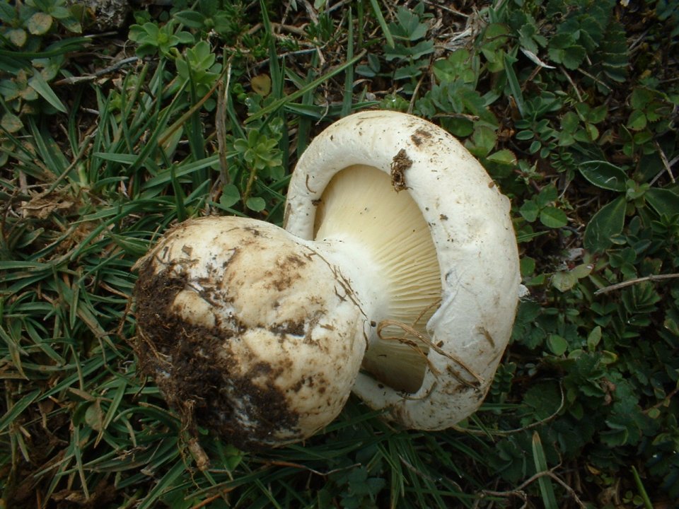 leucopaxillus lepistoides